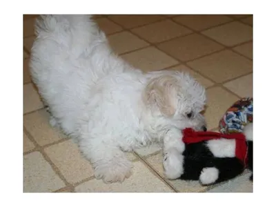 Buy Healthy Maltese Puppy in Bhopal