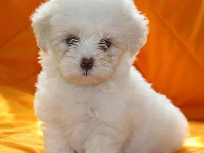 Maltese Dog Puppy for Sale in Indore