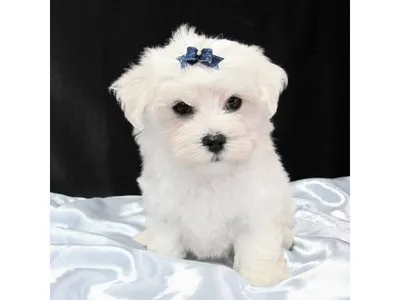 Purebred Maltese Puppies in Jabalpur - Buy Now