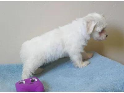 Maltese Puppies in Gwalior - Top Breeders