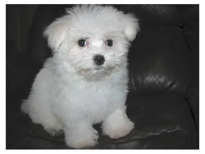 Maltese Puppies for Sale in Ujjain