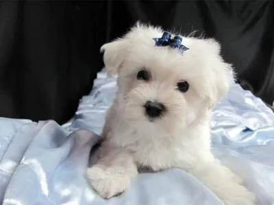 Maltese Puppies in Poonch - Top Breeders