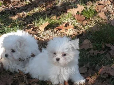 Maltese Puppies for Sale in Kupwara