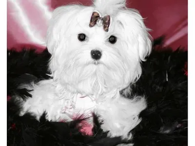 Buy Maltese Puppy in Leh - Best Price