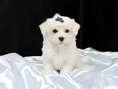 Maltese Dog for Sale in Kargil - Healthy Puppies