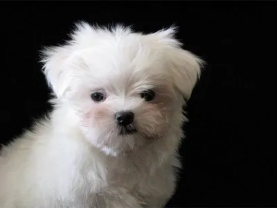 Best Maltese Breeders in Madurai - Puppies Available