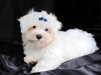 Maltese Puppies Available in Tiruchirappalli