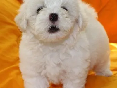 Buy Healthy Maltese Puppy in Salem