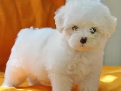 Maltese Dog Puppy for Sale in Tirunelveli