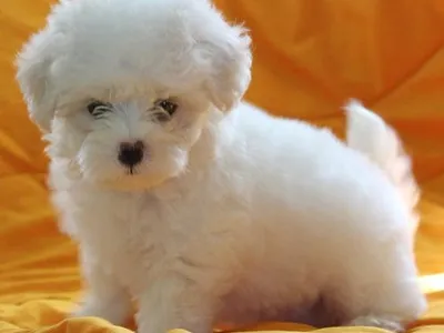 Purebred Maltese Puppies in Erode - Buy Now