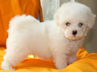 Maltese Puppies in Vellore - Top Breeders