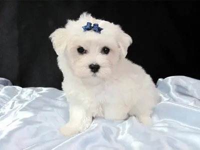 Maltese Puppies for Sale in Thanjavur