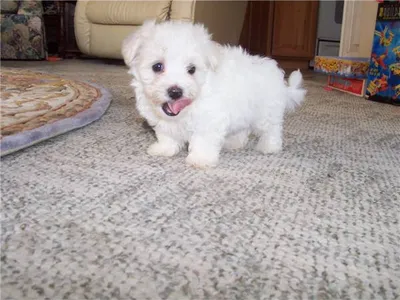 Buy Maltese Puppy in Dindigul - Best Price