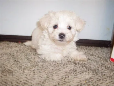 Maltese Dog for Sale in Thoothukudi - Healthy Puppies