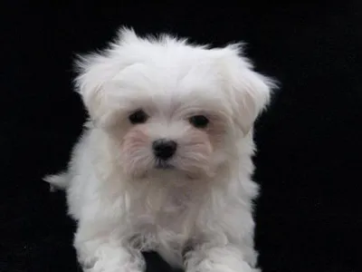 Maltese Puppy Price in Latur - Buy Online
