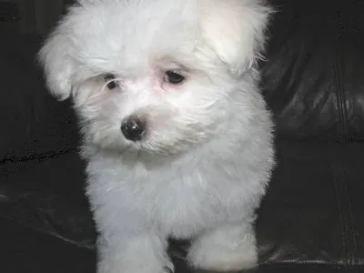 Best Maltese Breeders in Ahmednagar - Puppies Available