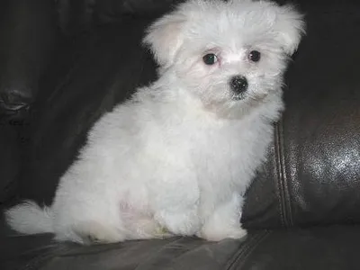 Purebred Maltese Puppies in Hubli - Buy Now