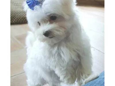 Maltese Puppies in Mangalore - Top Breeders