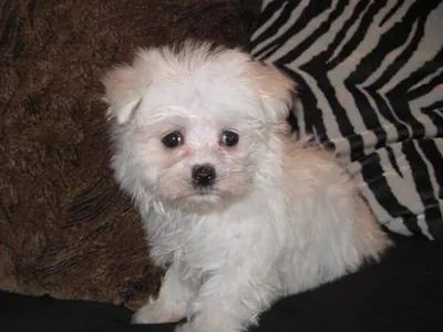 Maltese Puppies for Sale in Belgaum