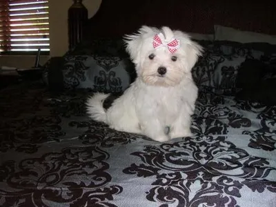 Buy Maltese Puppy in Gulbarga - Best Price