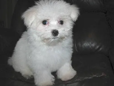 Maltese Dog for Sale in Davangere - Healthy Puppies