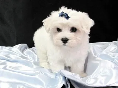 Maltese Puppy Price in Bellary - Buy Online