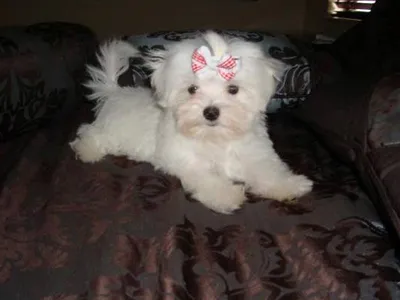 Best Maltese Breeders in Shimoga - Puppies Available