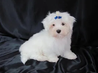 Maltese Puppies Available in Tumkur