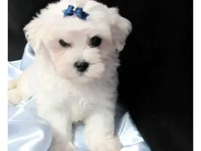 Buy Healthy Maltese Puppy in Udupi