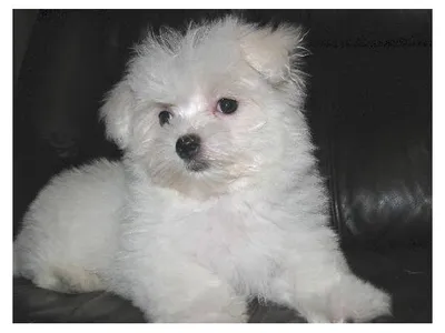 Maltese Puppies Available in Mysore