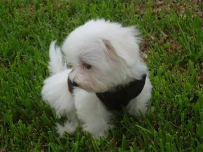 Maltese Dog Puppy for Sale in Coimbatore