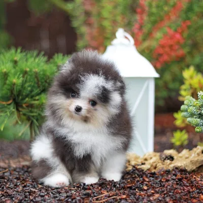 Toy pom Puppies For Sale in Mumbai
