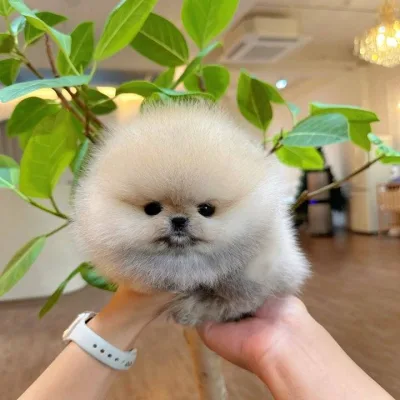 Toy pom Puppies For Sale in Chennai
