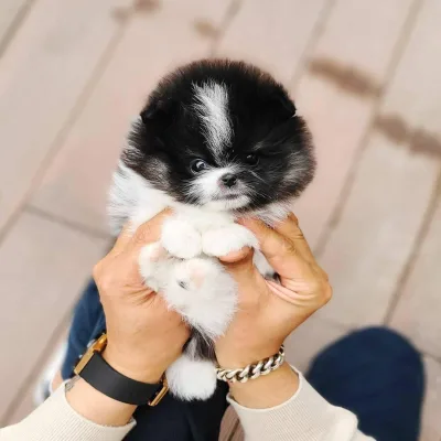 Healthy Pomeranian Pup Delivered to Hnahthial