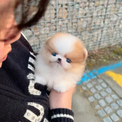 Mini Toy Pom for Sale in Bhagalpur