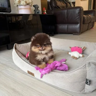 Fluffy Toy Pom Puppy for Sale in Mohali