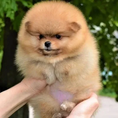 Show-Class Pomeranian Puppy in Amravati