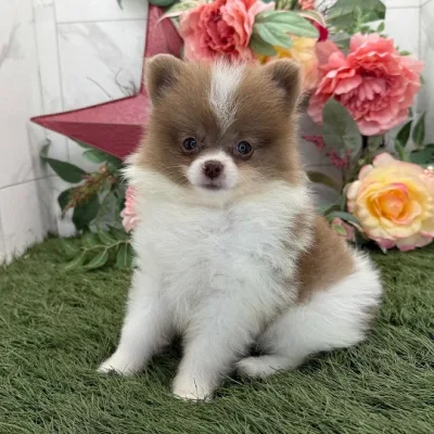 Toy Pom Pup Up for Loving Home in Ahmedabad