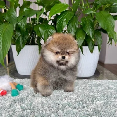 Healthy Pomeranian Pup Delivered to Kolhapur