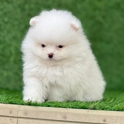 Pom Pup with Pedigree Papers in Kottayam