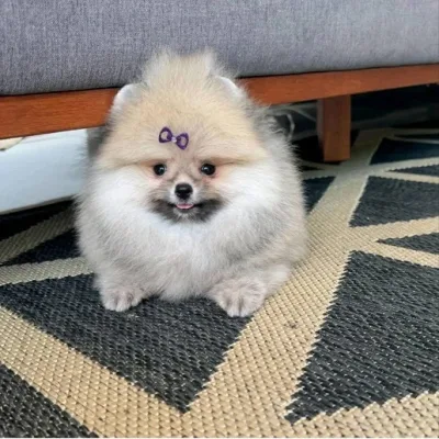 Cream Pomeranian Puppy in Mumbai