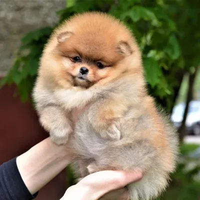 Sweet Toy Pom Looking for Home in Chandigarh