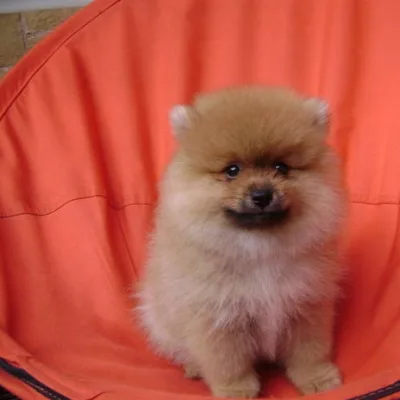 Russian Lineage Pomeranian in Vijayawada