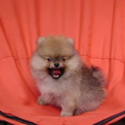 Tiny Toy Pom Puppy in Navi Mumbai
