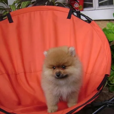 Fluffy Toy Pom Puppy for Sale in Asansol