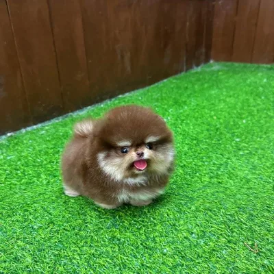 Teacup Pomeranian Puppy for Sale in Pune