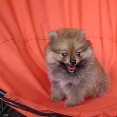 Toy Pom Pup Up for Loving Home in Jagdalpur