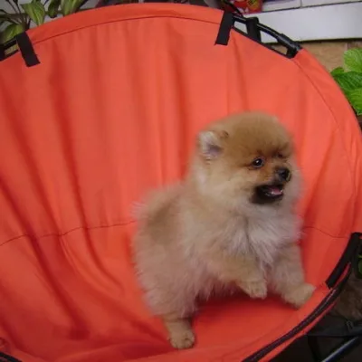 Vaccinated Toy Pom Puppy — Darjeeling Home Delivery