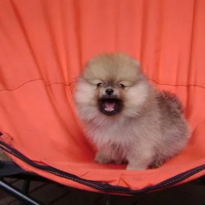 Top Quality Pomeranian Puppy for Sale in Vadodara