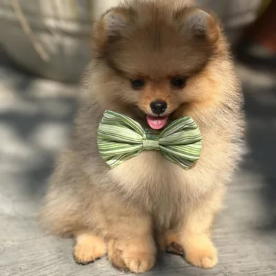 Teacup Pomeranian Puppy for Sale in Khowai